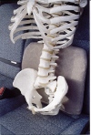 Skeleton showing good posture